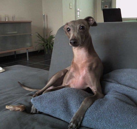 The Italian Greyhound is good in apartments, hypoallergenic, and can be kept clean each day by wiping down with a moist cloth.