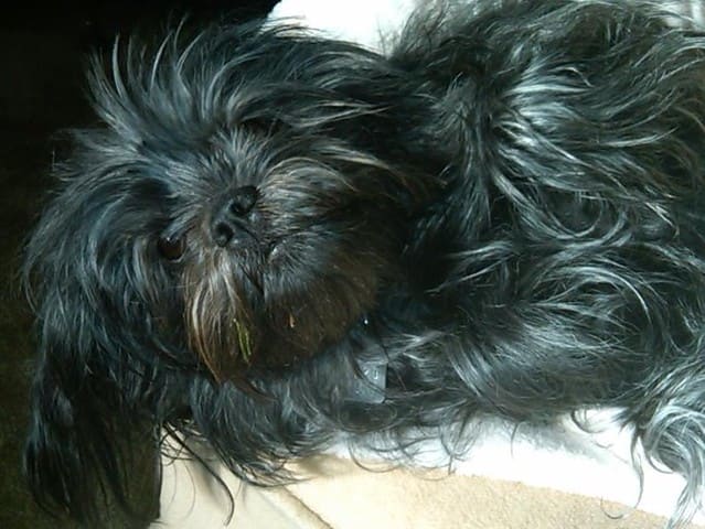 The Affenpinscher is one of the best small apartment dogs that is also hypoallergenic.