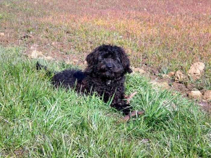 The Barbet may be hypoallergenic but is not awlays suited to apartment life.