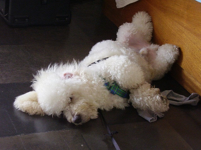 Small dogs like the Toy Poodle are bathed often and thus shed less allergens.