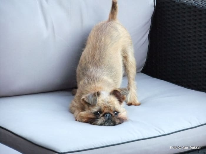 With a wiry coat that does not shed much, the Brussels Griffon is often recommended for an apartment.