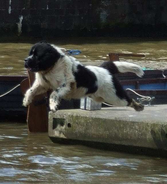 A Newfoundland is a great choice if your child likes to hang out at the lake.
