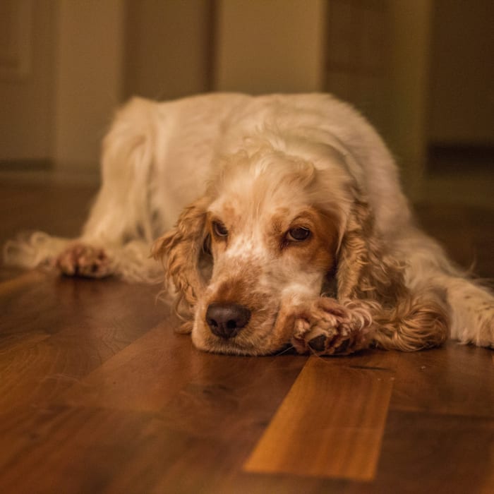 Dogs that do not improve after a couple of days, or seem very sleepy, should be seen by a vet