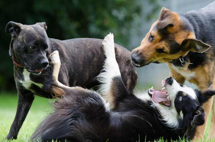 Any situation where many dogs come together and interact can be a potential source of Kennel Cough