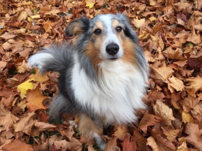 Dogs sense when there is tension in the household.