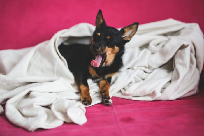Make sure your dog is getting the sleep he needs during holiday season.