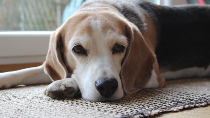 Dogs not used to being left alone can find it difficult to cope during the holidays.