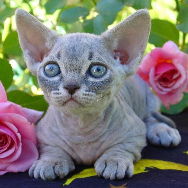 Minskin, sometimes confused with a Bambino, is a breed developed from a cross between the Munchkin and the Sphynx like the Bambino cat.