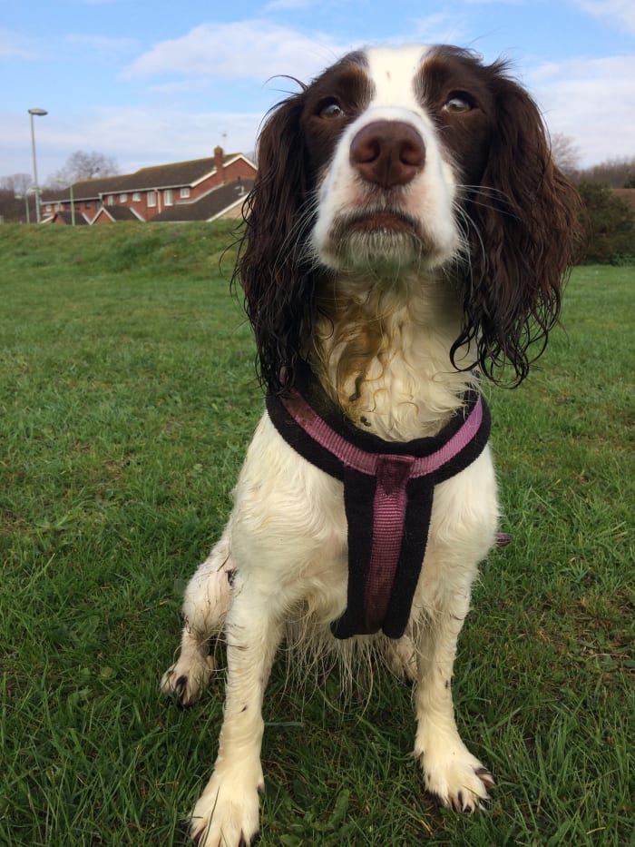 Photo 2 of a spaniel. The same dog as above, but now she is sitting correctly. Her knees are flat to her sides and her hind feet are tucked neatly beneath them.