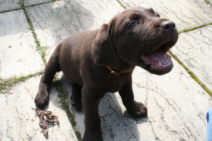 The lazy sit in a puppy is perfectly normal and not necessarily a sign of something wrong.