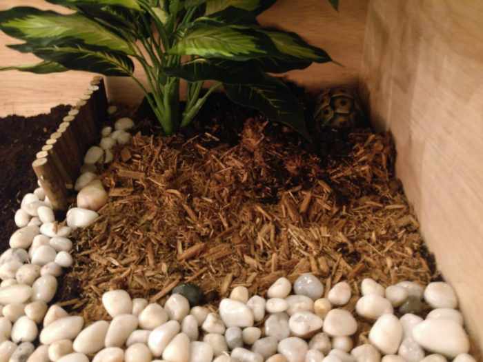 Substrates and SafetoUse Plants for Tortoise Enclosures PetHelpful