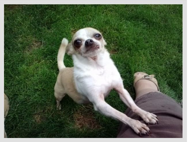 Make your dog love being picked up.