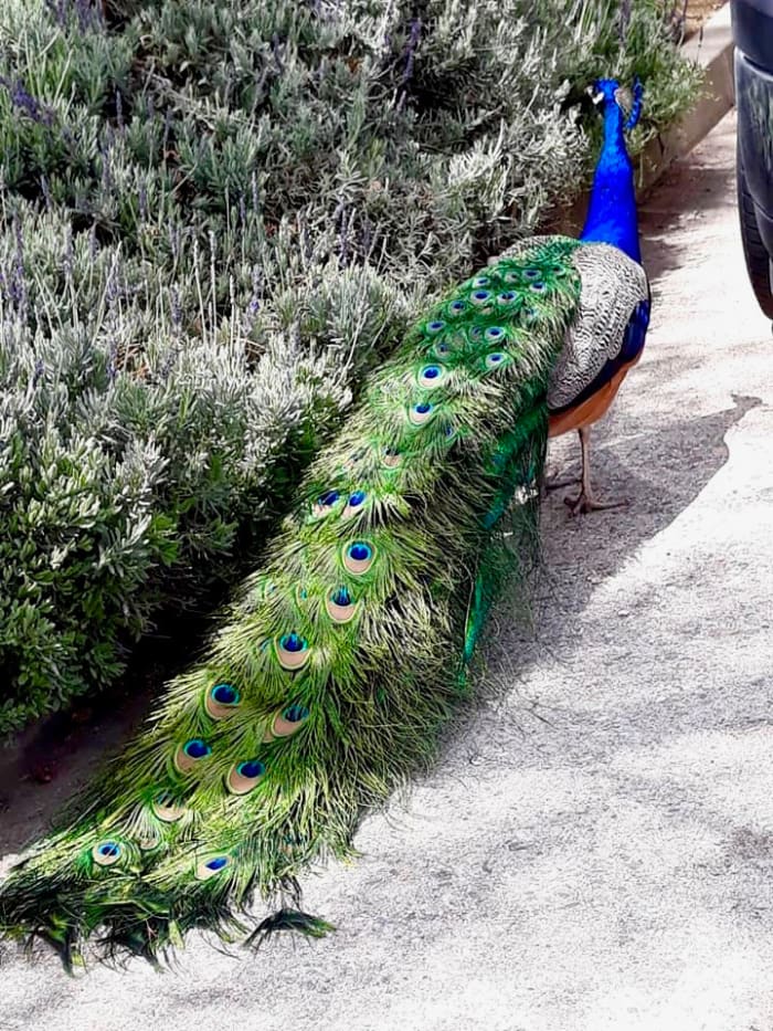 And this one is in the streets of Altadena, about a mile from my house. It was taken by a friend on one of her COVID-19 walks.
