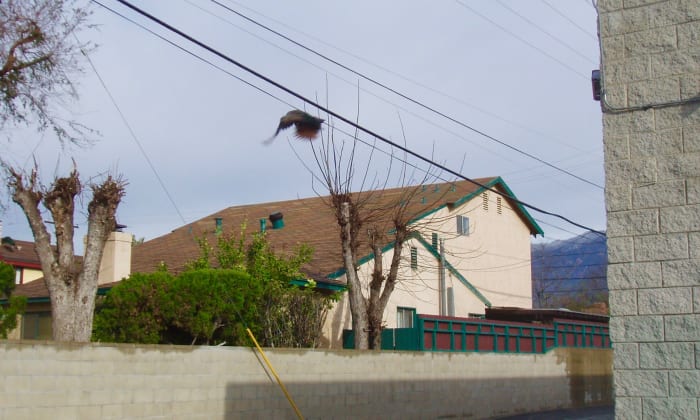 This is about as high as I've ever seen a peacock fly. This one is flying down into the neighborhood from the rooftop of a building on Rosemead Blvd.