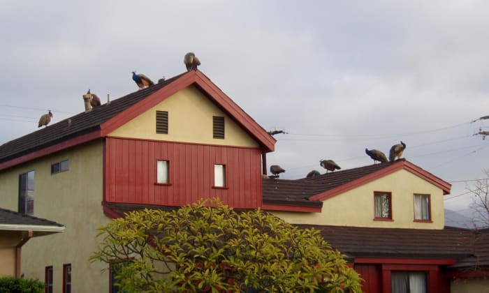 Peafowl roosting on the roof of their favorite house down the street from the school.