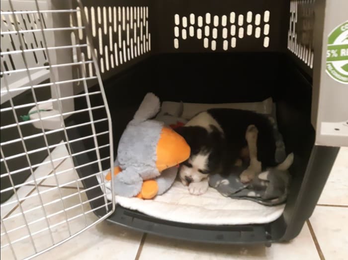 This restless puppy fell asleep in no time with the help of Smart Pet Love's Snuggle Puppy Behavioral Aid.