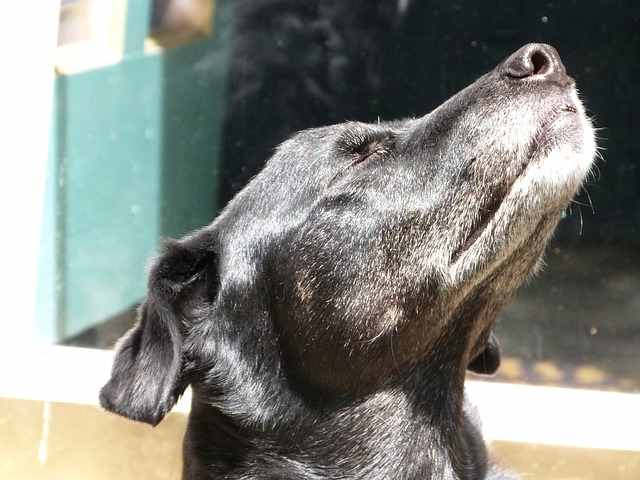 why-dogs-pee-on-car-tires