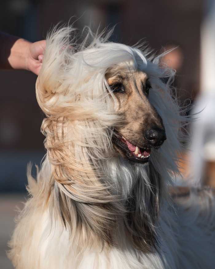 Afghan Hound at a dog show. This breed is a popular choice for many canine-based events due to their beautiful coat and elegant stature.