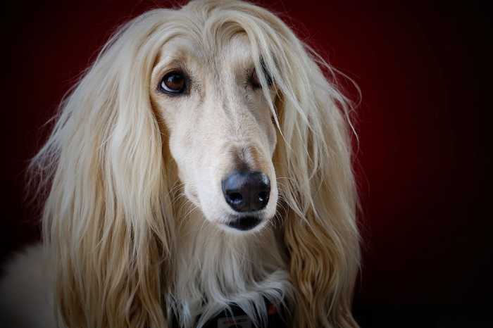 Pictured above is a beautiful Afghan Hound posing for the camera. Take notice the dog's silk-like fur (a trait the Afghan is renowned for).