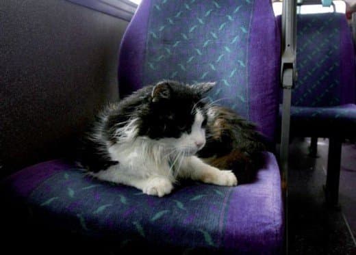 Casper the Bus Commuter