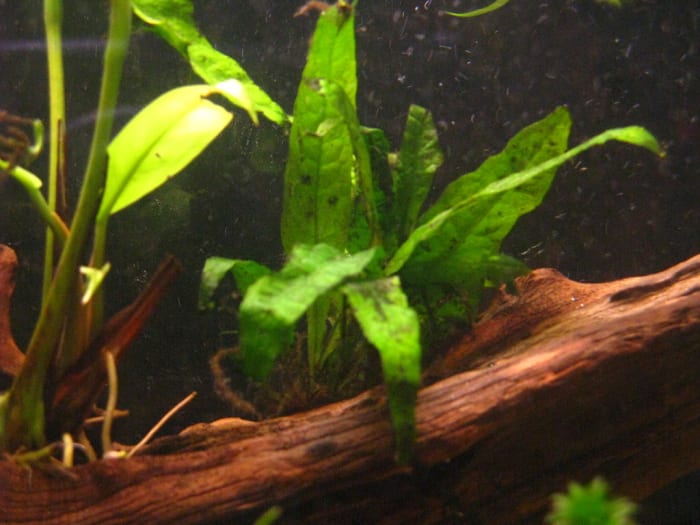 Java Fern requires little care, and will remove nitrates and balance the PH in the tank. Providing benefits to the shrimp in the aquarium.