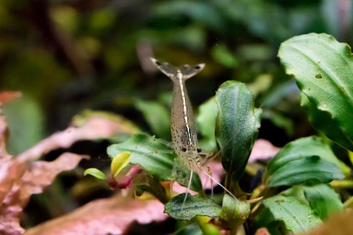 Shrimp add an exotic look to an aquarium and provide the benefit of eating algae and left over food.There are many different species of Freshwater Shrimp that come in clear and bright colors.