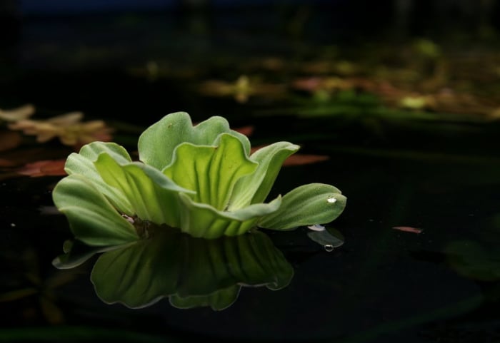 Water Lettuce! An ornamental plant that floats on the surface of the water in an aquarium or pond. Shrimp eat and hide in the roots.