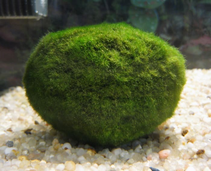 The Marimo Moss Ball comes in bigger and smaller sizes.The greener the ball, the more appealing it will be to the shrimp.