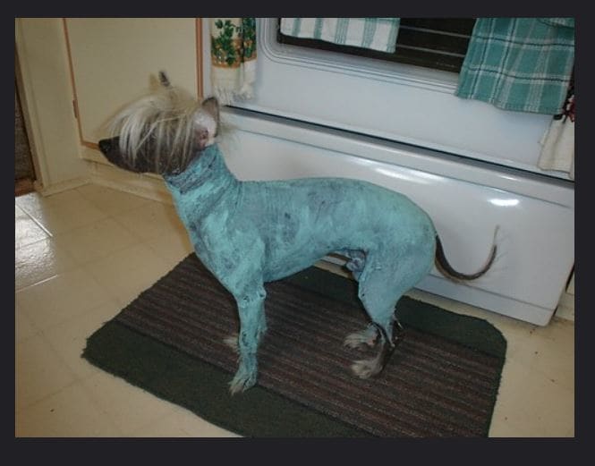 Dieser haarlose Hund unterzieht sich einer Tonerde-Straffungsmaske für eine Hautbehandlung gegen Mitesser und Pickel.