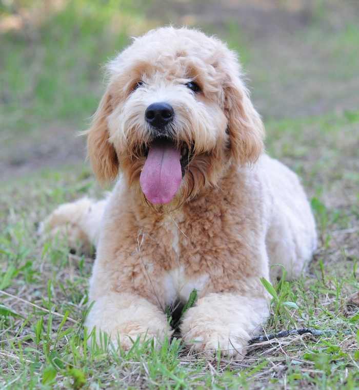 5 Types of Doodle Dogs The Pros and Cons of Each Breed PetHelpful