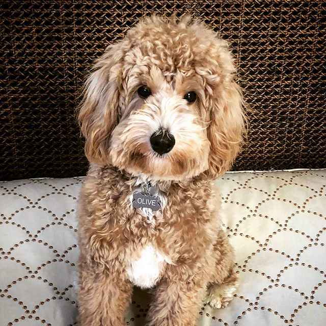 5 Types of Doodle Dogs The Pros and Cons of Each Breed