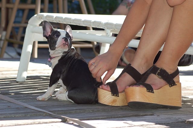 why-does-my-dog-lay-by-my-feet