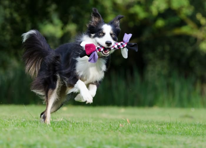 Your dog will love playing games with you.