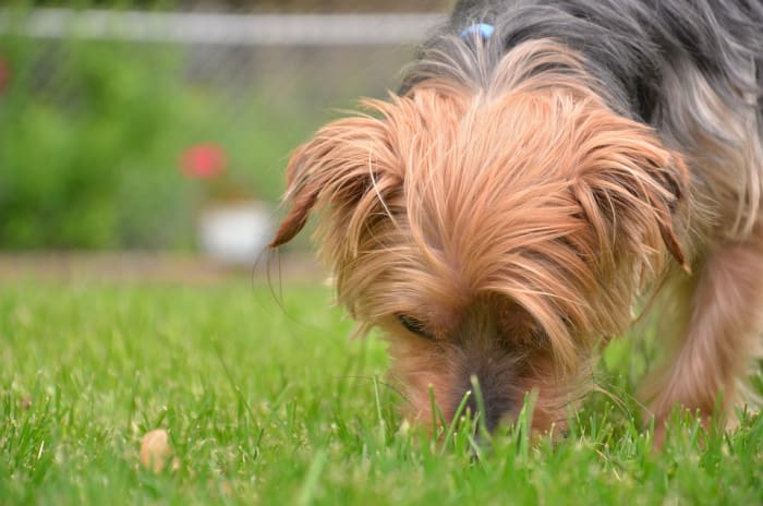 Throw treats into the grass and allow your dog to find them through his sense of smell!