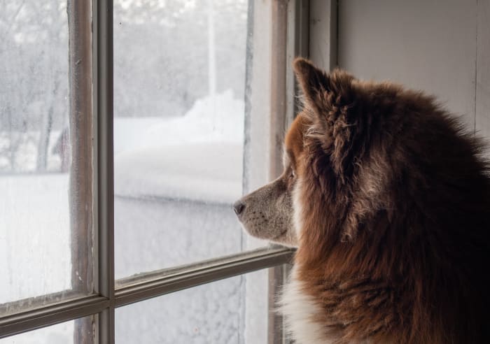 Your dog will enjoy seeing what's going on outside.
