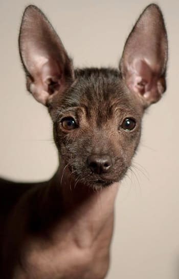 Up-close photo of the Xoloitzcuintli. Average lifespan for this breed is an astounding 13 to 18 years.