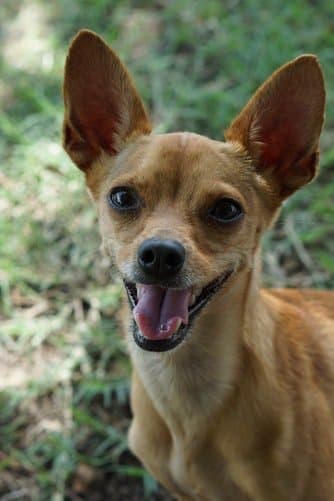 Chihuahua smiling for his owner. Average lifespan for this breed is 14 to 18 years, with many living several years beyond this.