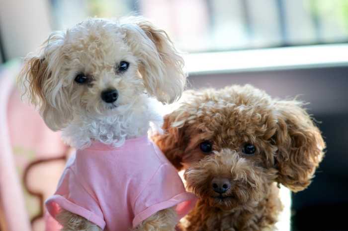 Pair of Toy Poodles posing for the camera. Average lifespan for these adorable dogs is approximately 14 to 18 years.