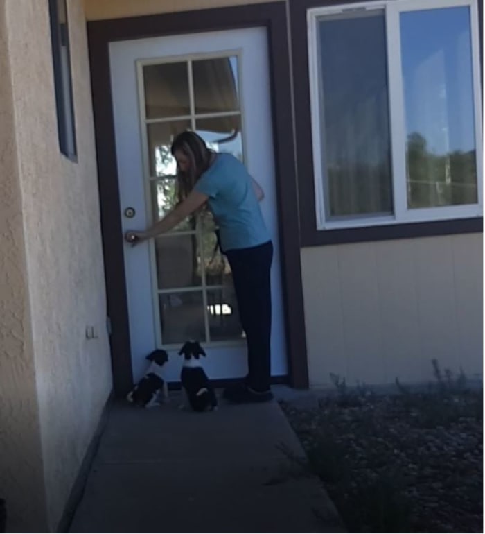 Here two 8-week old pups are learning to sit when I touch the door knob