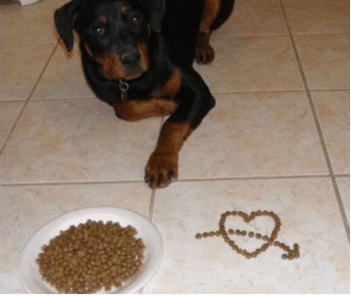 My Rottweiler politely waiting to be released to eat her meal.