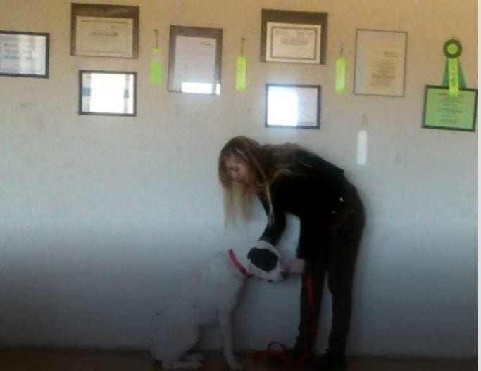I put the leash on when the dog is sitting calmly