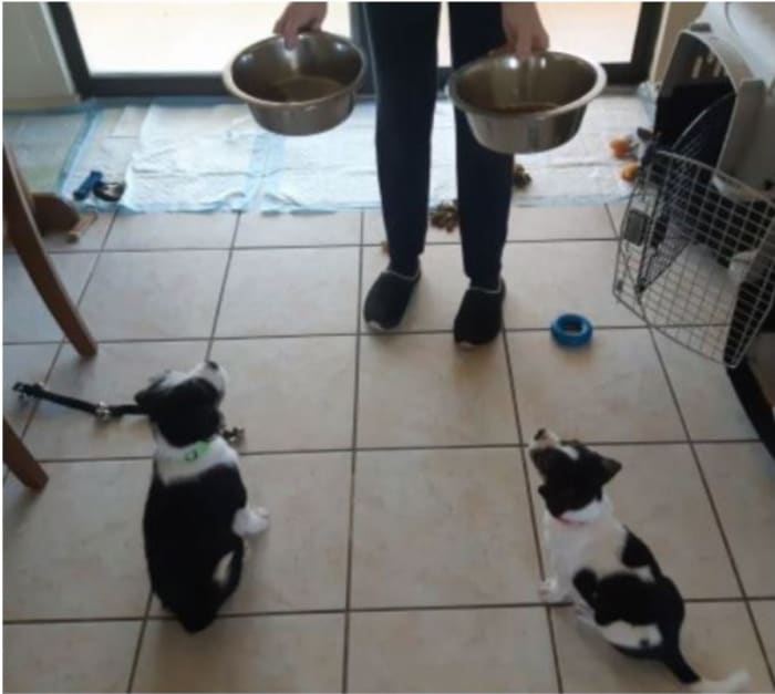 Two 8-week old puppies learning to sit before their bowls are placed on the floor.