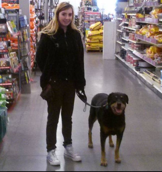 Walking on a loose leash along the aisles of a pet store.