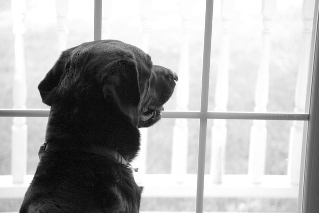 Have your dog look at triggers from the window and redirect to a smacking sound and treats.