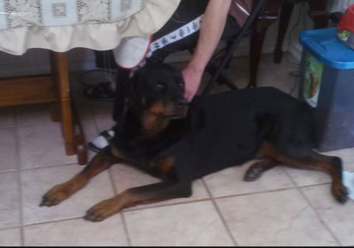 My Rottweiler is receiving attention for lying down calmly next to my hubby's legs.