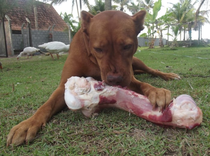 Un nez qui coule peut être causé par un abcès dentaire. Une alimentation à base d'os crus et carnés gardera les dents de votre chien en bon état.