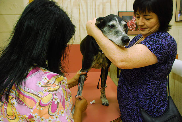 Su veterinario podría tener que hacer análisis de sangre para averiguar por qué su perro tiene secreción nasal.