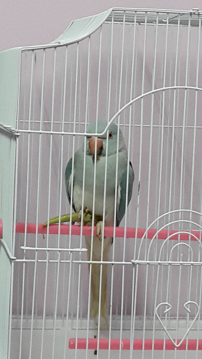 One endearing quality of Puffy was that he used to forget that he hadn't eaten and would doze off with his food held in his foot. This literally made us smile regardless of our moods.