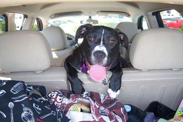 "Me love car rides! Can't you see my happy face?"