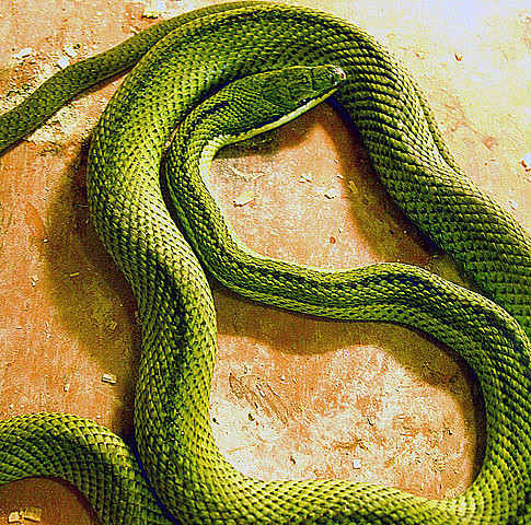 Hognose snakes rarely bite, but there are some bite incidents where edema, redness, blister formation, and cellulitis were reported.